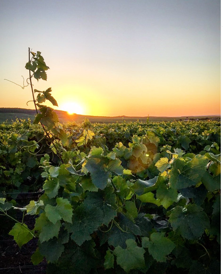 Alain Vesselle Champagne Production